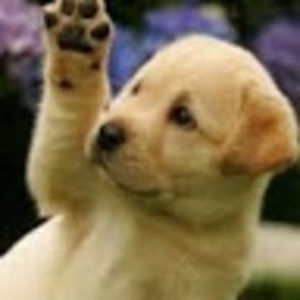 Meet your Posher, Savannah